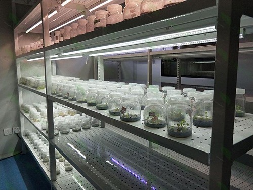 措美植物组织培养实验室设计建设方案
